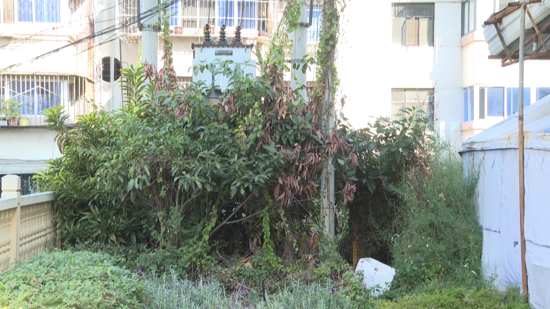 民声 枯枝包围变压器[00_00_17][20260128-171641].png