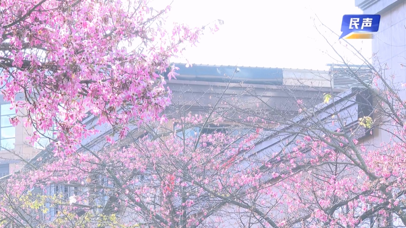 02-06 （新媒体）民生网红花街.mp4_20260206_160726.519.jpg