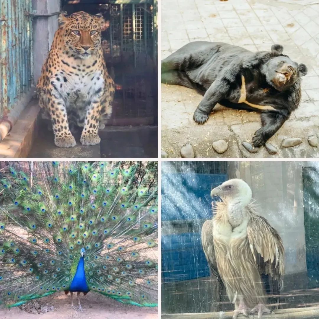 攀枝花动物园 图源：攀枝花东区.jpg