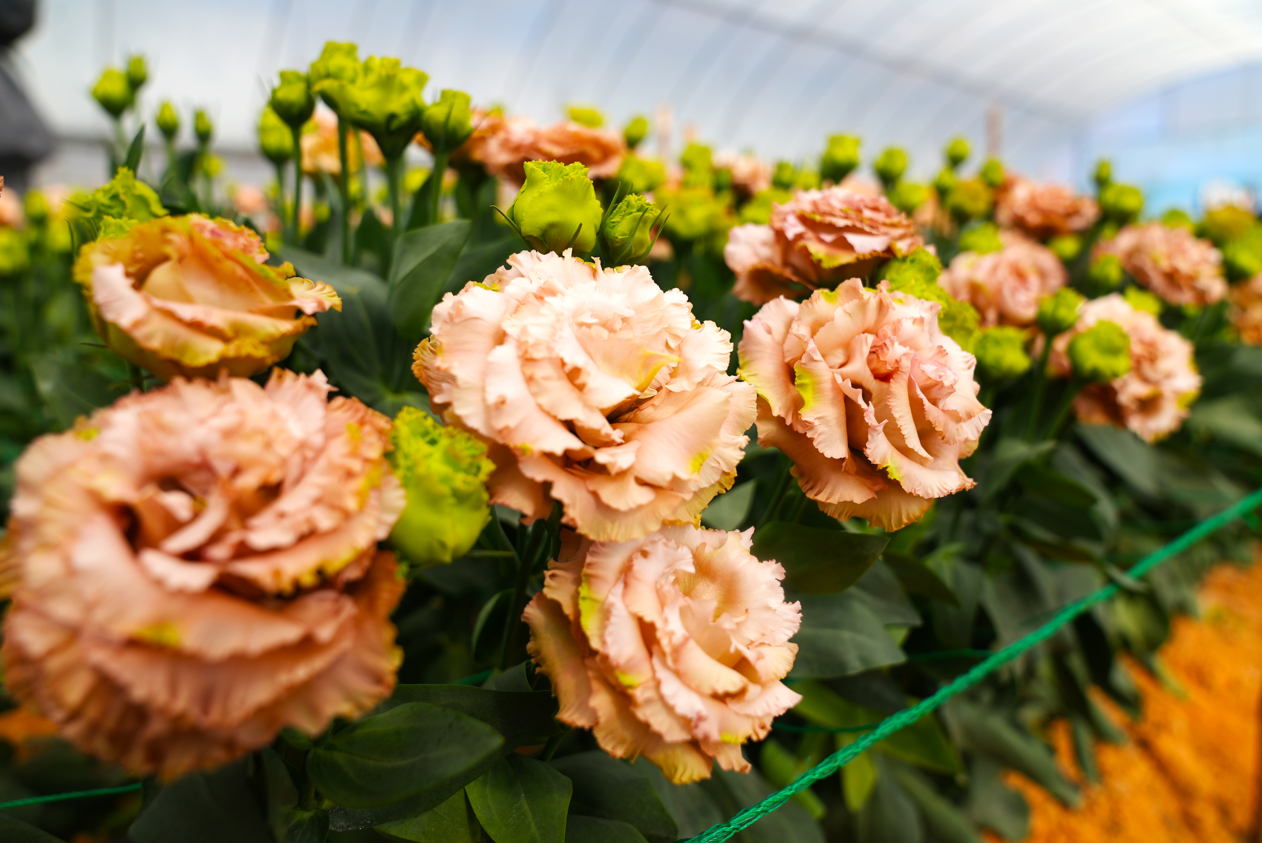 1774660018947060660.jpg 8dac10f6585e1ad69f2c126d41ee774d_a3991f82224449eab8ba8bd912161624.jpg