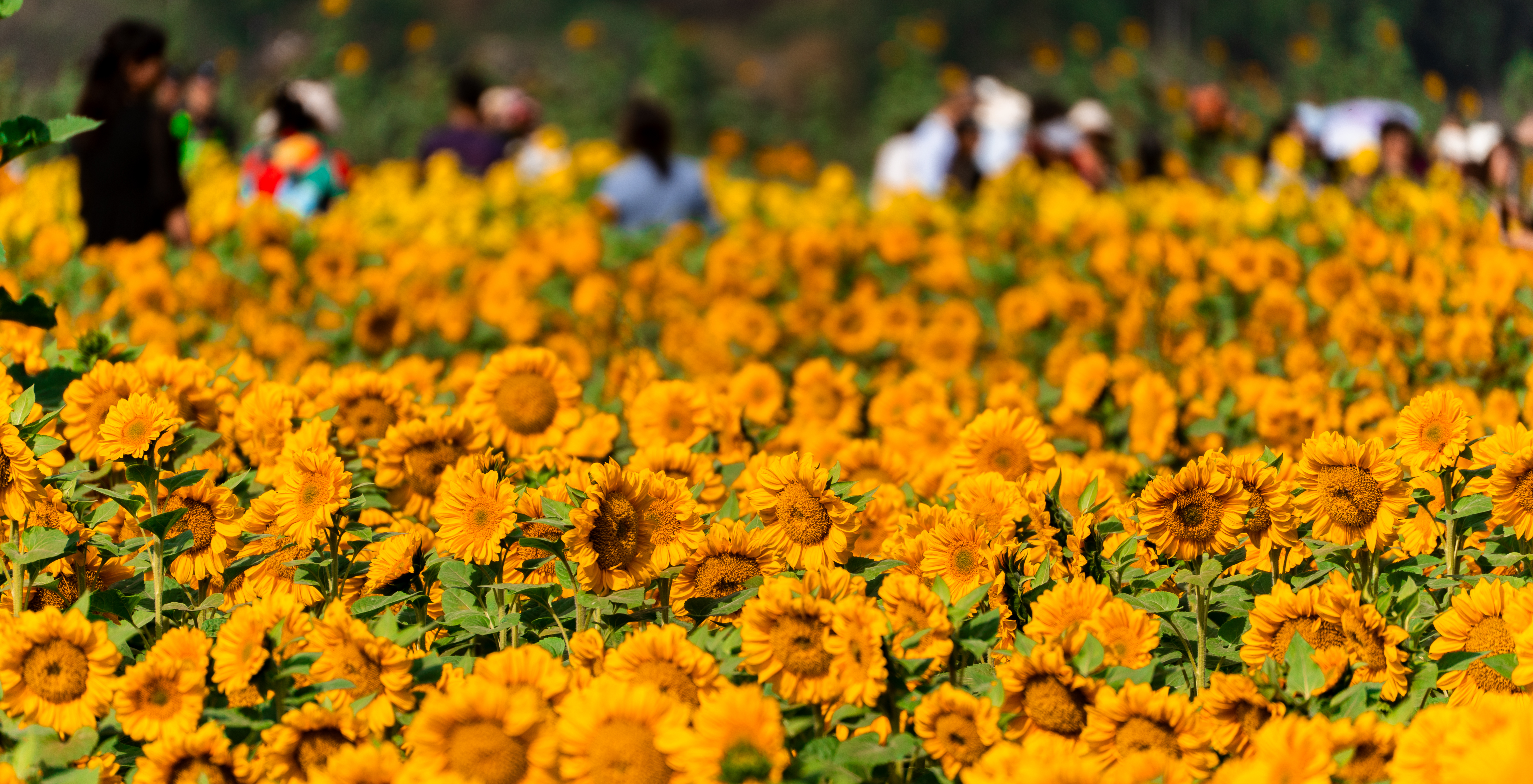 1774666538250059599.jpg a0351a500135ee578d54f6245884797d.jpg