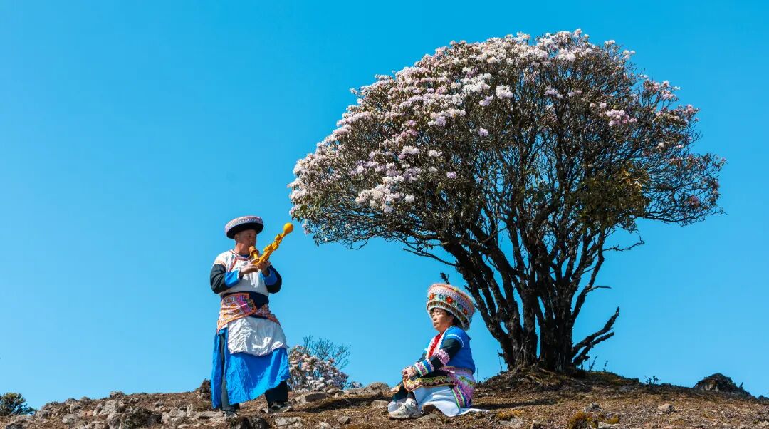 问题三 格萨拉杜鹃惹人醉 杨晶尧.jpg